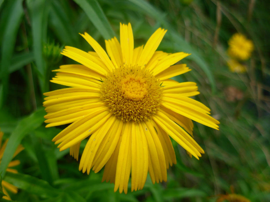 Buphthalmum salicifolium subsp. flexile / Asteroide salicina flessuosa